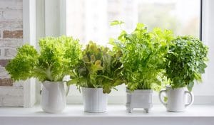 How to grow herbs for your kitchen